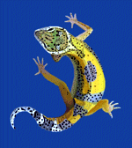 gecko21c.gif